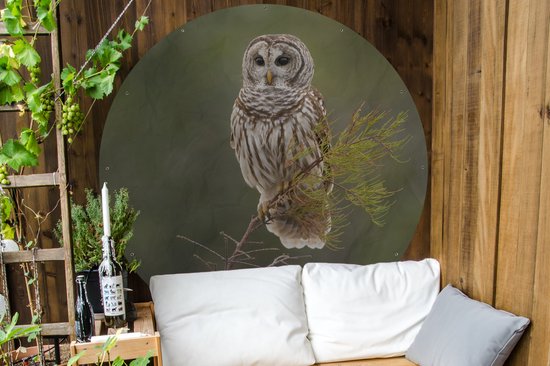 Affiche de jardin Chouette brune ronde - Chouette brune sur une fine brindille Affiche de jardin - Affiche de jardin ronde 150x150 cm - Toile de jardin / Toile d'extérieur / Peintures d'extérieur (décoration de jardin)