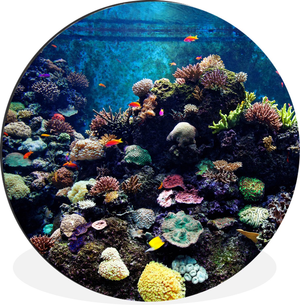 WallCircle - Wandcirkel - Muurcirkel - Aquarium met tropische vissen en koralen - Aluminium - Dibond - 120x120 cm - Binnen en Buiten XXL