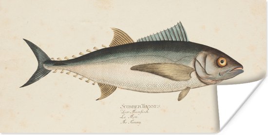 Poster Een vintage illustratie van een vis - 160x80 cm