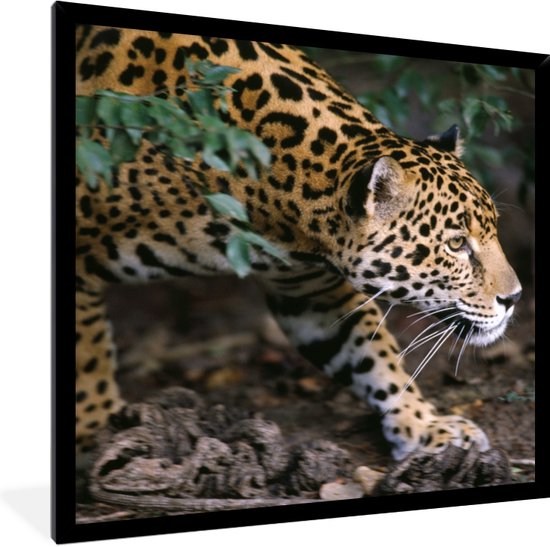 Cadre photo avec affiche - Jaguar rampant dans la forêt - 40x40 cm - Cadre pour affiche