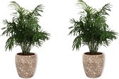 2x Kamerplant Chamaedorea Elegans - ± 60cm hoog – 19cm diameter in creme kleurige pot