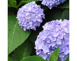4 x Little Hortensia XS Paars - Boerenhortensia Winterhard - Hydrangea macrophylla 'Little Purple' in C2(liter) liter pot met hoogte 10-20cm