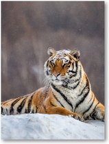 Siberische tijger op een winterse dag - 30x40 Forex Staand - Besteposter - Dieren