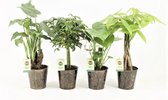 FloriaFor - Jungle Mix In Iron-Leaf - - ↨ 40cm - ⌀ 13cm