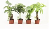 FloriaFor - Jungle Mix - - ↨ 40cm - ⌀ 12cm