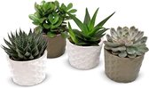 FloriaFor - Set Van 4 Vetplanten In 3D Keramiek - - ↨ 12cm - ⌀ 11cm