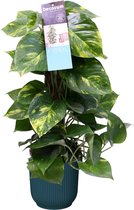 FloriaFor - Scindapsus Mosstok 50 Cm In ELHO Vibes Fold Rond (diepblauw) - - ↨ 50cm - ⌀ 16cm