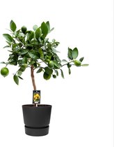FloriaFor - Citrus Lime In ELHO Outdoor Sierpot Greenville Rond (zwart) - - ↨ 80cm - ⌀ 25cm