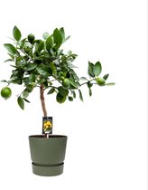 FloriaFor - Citrus Lime In ELHO Outdoor Sierpot Greenville Rond (groen) - - ↨ 80cm - ⌀ 25cm