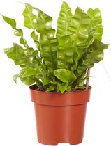 FloriaFor - Asplenium Crispy Wave - - ↨ 30cm - ⌀ 12cm