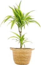 FloriaFor - Dieffenbachia Mars In Mica Sierpot Jimmy (lichtgrijs) - - ↨ 65cm - ⌀ 18cm