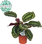 Kamerplant van Botanicly – Marantaceae – Hoogte: 50 cm – Calathea Medaillon