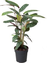 Kamerplant van Botanicly – Marantaceae – Hoogte: 70 cm – Calathea oppenheimiana