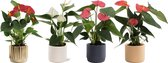 Bloemen van Botanicly – 4 × Flamingoplant – Hoogte: 25 cm – Anthurium