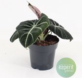 Bloem van Botanicly – Olifantsoor – Hoogte: 20 cm – Alocasia reginula