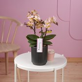 Aromio Powdery orchidee roze in Molise antraciete pot | Ø 12 cm | ↕ 33-45 cm