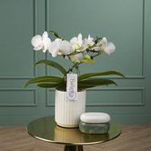 Balletto Wing orchidee wit in Molise witte pot | Ø 12 cm | ↕ 40-45 cm
