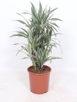 Kamerplant van Botanicly – Drakenboom – Hoogte: 75 cm – Dracaena derem. White Stripe