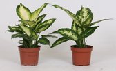 Kamerplanten van Botanicly – 2 × Dieffenbachia – Hoogte: 35 cm