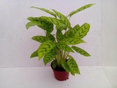 Bloem van Botanicly – Marantaceae – Hoogte: 20 cm – Calathea Leopardina