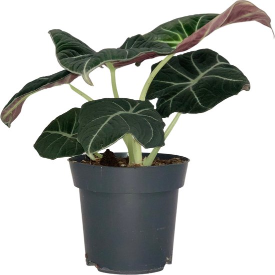 ZynesFlora - Alocasia Black Velvet - Ø 14 cm - ↕ Hoogte: 25-30 cm - Alocasia - Kamerplant