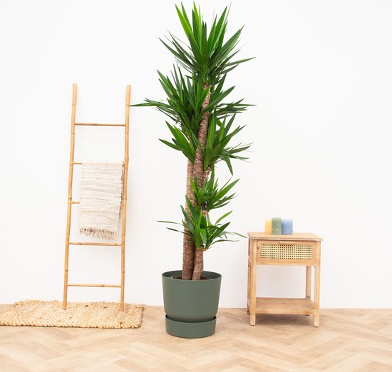 Yucca Elephantipes - 180cm