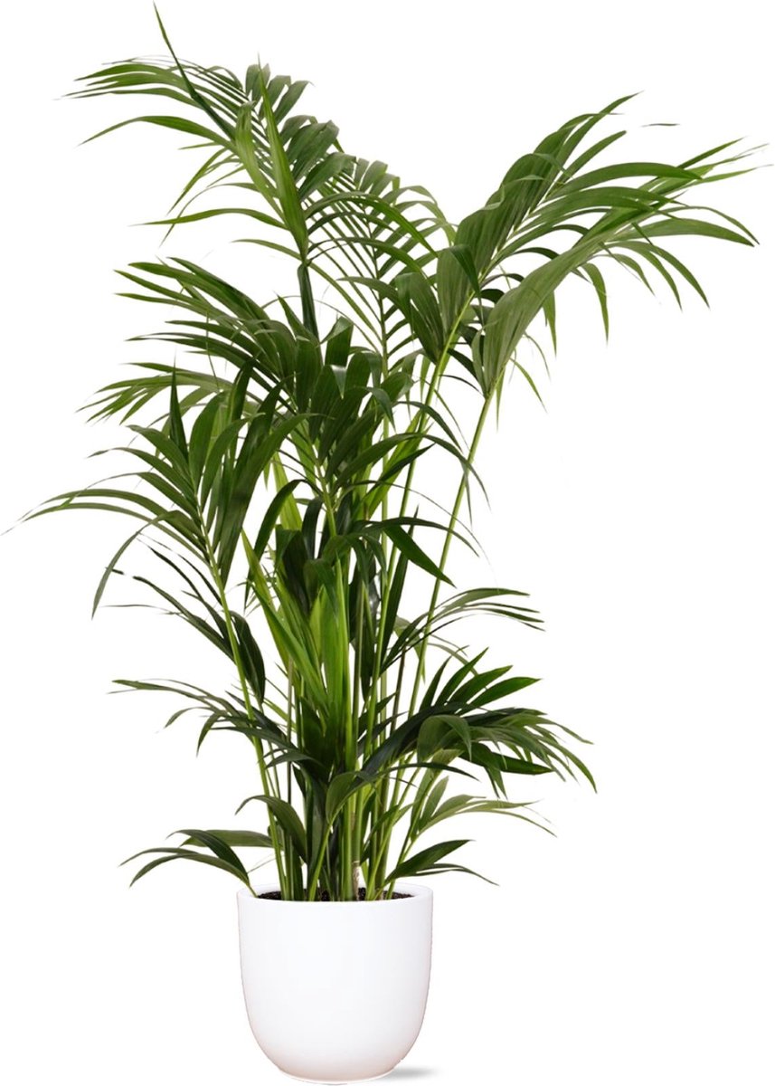 Kentia Palm Ø27cm 160cm in Boule WIT pot