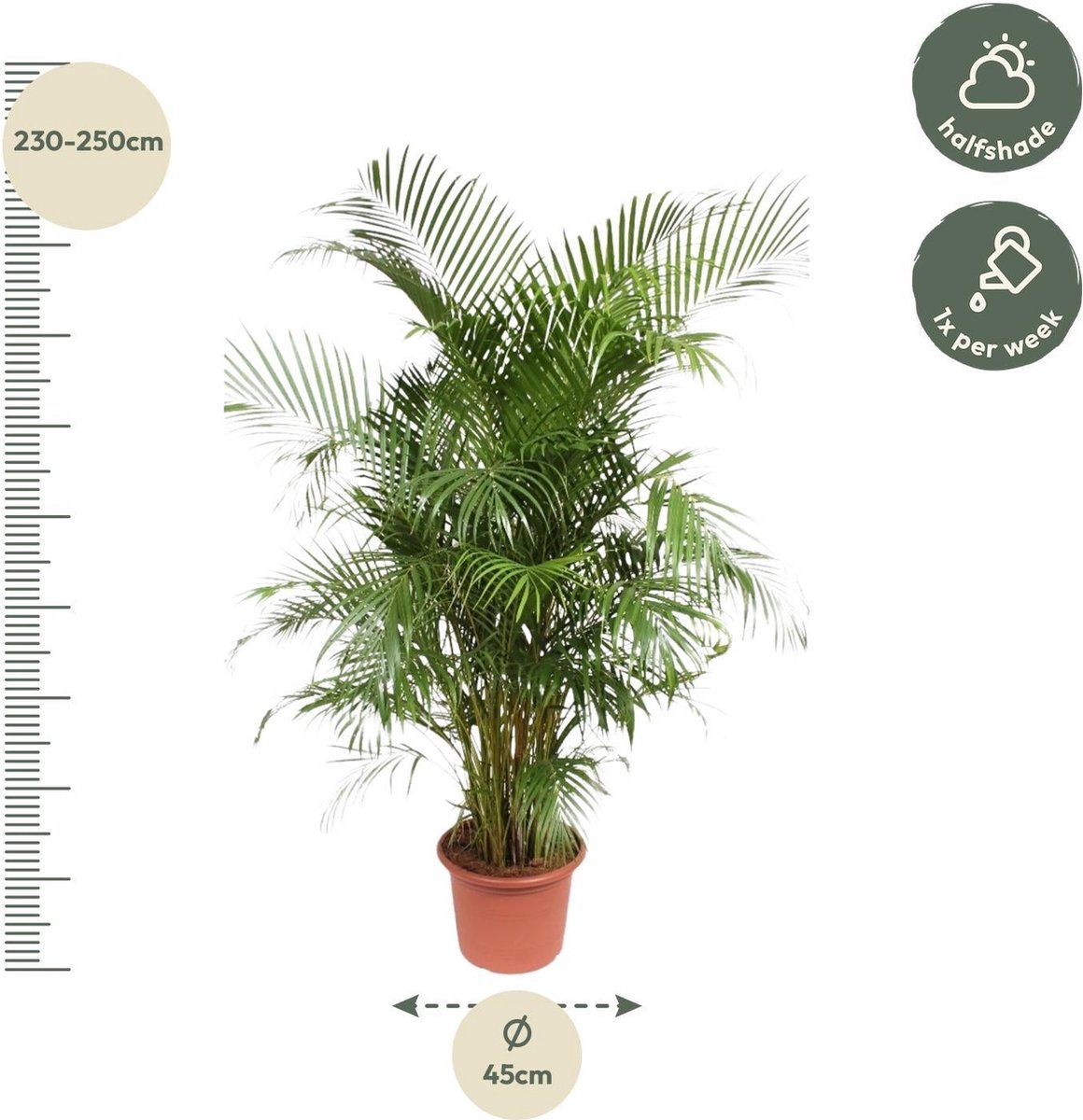 Dypsis Lutescens (Areca Palm) - 240 cm - ø45