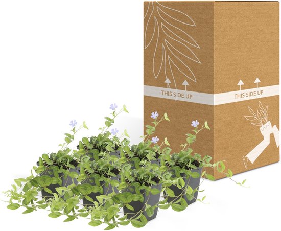 Set de 6 Petites Pervenche - Vinca minor bleu hauteur 15cm taille pot 9cm