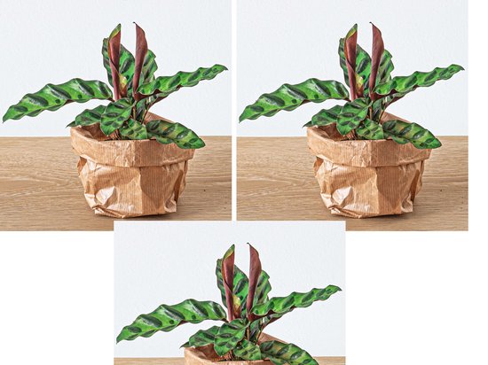 3 stuks kleine Pauwenplantjes - Calathea Lancifolia - Terrarium - kamer plant - Potmaat 6, hoogte ongeveer 12 cm met pot