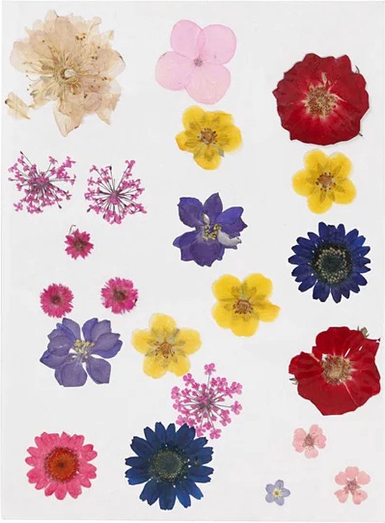 Fleurs séchées, Diverse couleurs, 1 boîte