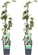 Plantenboetiek.nl | Hedera colchica Dentata Variegata | 2 stuks - Ø15cm - 65cm hoog - Tuinplant - Multideal