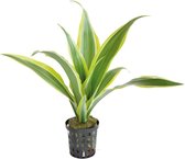 Aquafleur Dracaena Sanderiana Geel in 5 cm pot