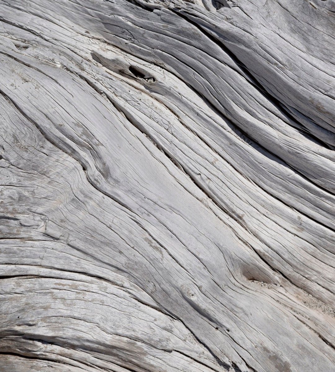 Fotobehang - Tree Texture 225x250cm - Vliesbehang
