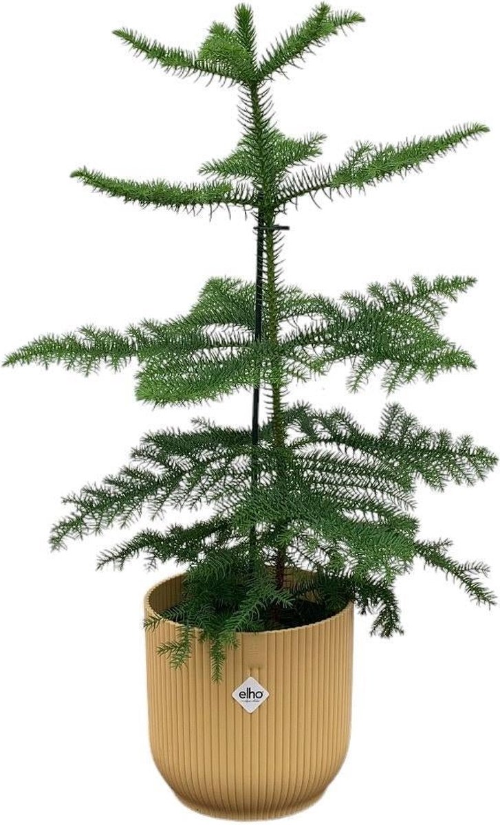 Combi deal - Araucaria (kamerden) inclusief elho Vibes Fold Round geel Ø18 - 60 cm