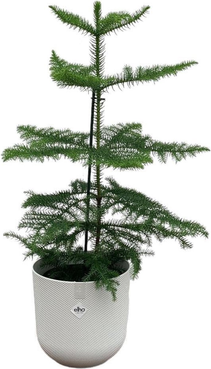 Combi deal - Araucaria (kamerden) inclusief elho Jazz Round Wit Ø19 - 60 cm
