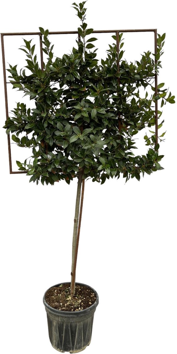 Laurus Nobilis boom op rek - 225 cm - Ø40cm