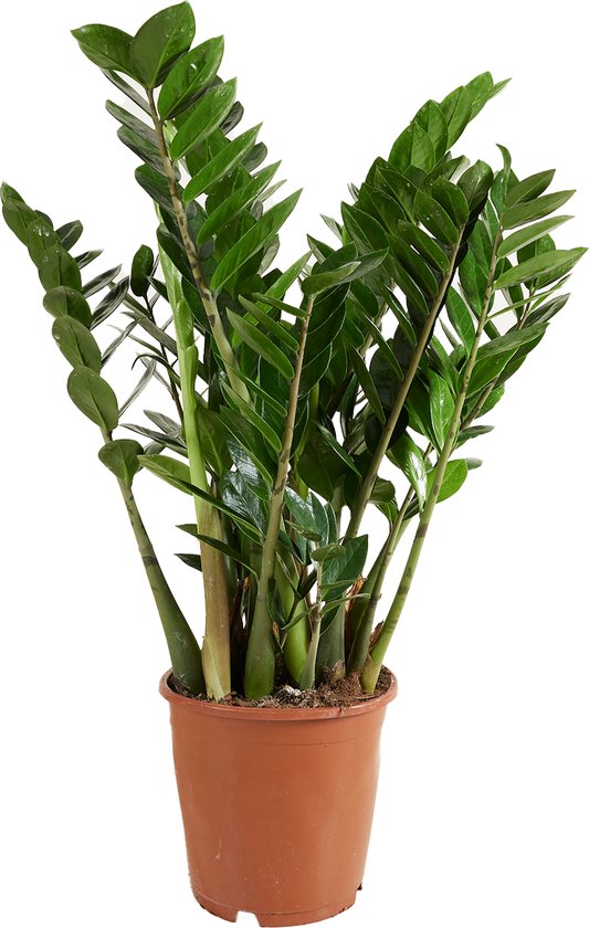 Foto: Bloomique zamioculcas zamiifolia kamerpalm zz plant kamerplanten luchtzuiverend zeer gemakkelijk in onderhoud pot 21cm 75 85cm hoog