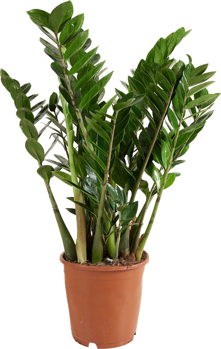 Bloomique Zamioculcas Zamiifolia Kamerpalm ZZ Plant Kamerplanten Luchtzuiverend Zeer Gemakkelijk in onderhoud Pot 21cm 75-85cm Hoog