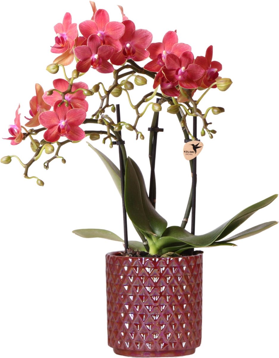 Kolibri Orchids | rode phalaenopsis orchidee Congo + Pearl Pot rood - potmaat Ø9cm | bloeiende kamerplant - vers van de kweker