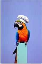 Poster 80x120 cm - Papegaai - Koksmuts - Vogel - Leuk - Posters - Wanddecoratie keuken - Muurdecoratie woonkamer - Decoratieve accessoires - Kamer muur decoratie