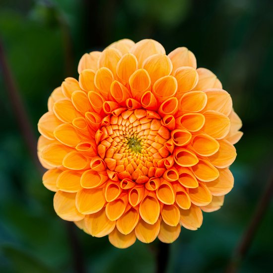 Dahlia's bollen, pompon collectie, 5 bloembollen om buiten te planten, voor buiten, tuin, natuurlijke planten uit Nederland (geen zaden, niet kunstmatig