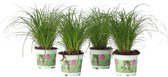 Kattengras - Set van 4 stuks - Cyperus - Pot ⌀12cm - Hoogte  25-35cm - Kamerplant - Diervriendelijk