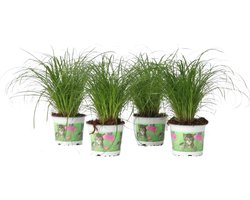 Kattengras - Set van 4 stuks - Cyperus - Pot ⌀12cm - Hoogte  25-35cm - Kamerplant - Diervriendelijk Image