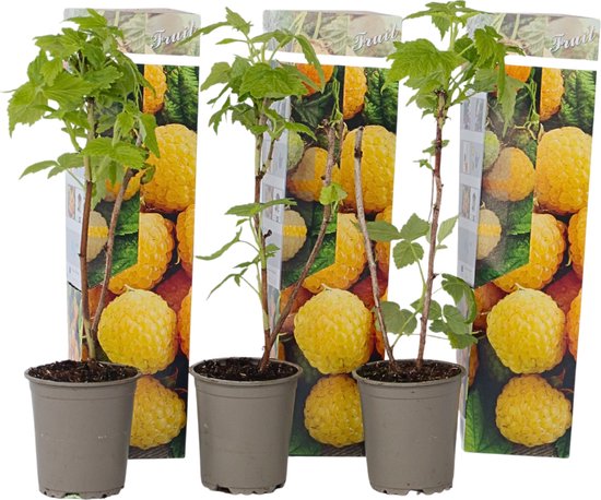 Plant in a Box - Rubus idaeus 'Fallgold' - Set van 3 - Gele framboosplanten - Pot 9cm - Hoogte 25-40cm