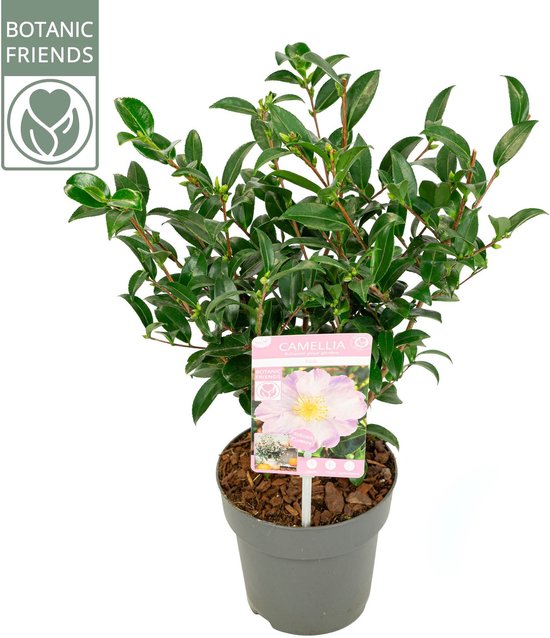 Camellia sasanqua 'Pink' - rose - persistant - env. 35 cm de haut - pot 15cm