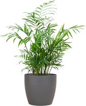 Chamadorea Elegans met Viber grijs - 55cm - Ø17