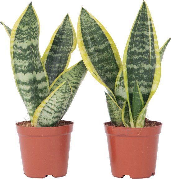 10 kamerplanten voor in de schaduw 22 2x Sansevieria Laurentii - Set van 2 - Makkelijke Kamerplant schaduw