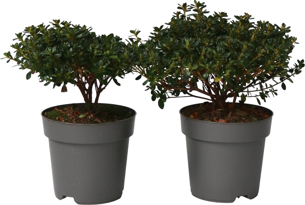 Azalea jap. ''Anouk'' - Van Acht Potcultures