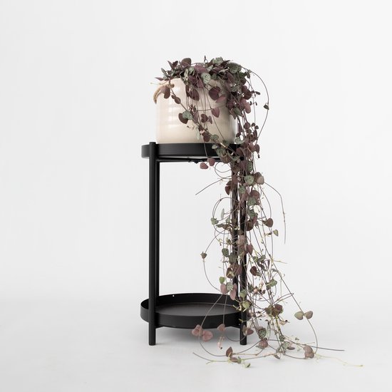 Senecio herta-plant met hartvormige bladeren in een crèmekleurige pot op een zwarte standaard.